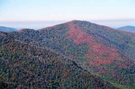 [Several mountainous hillsides completely covered in trees. Some trees are evergreen, some are red due to their leaves, and most are brown since the leaves have all fallen. There is a swath of red going down mountain which is wider in some sections and narrower in others, but clearly shows where that type of tree is growing.]